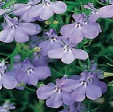 โลบีเลียเลื้อย - ฟาวน์เท่น (Trailing Lobelia - Fountain) สีฟ้า / 25,000 เม็ด (UK)