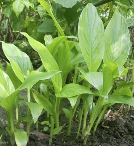 กล้วยเอธิโอเปีย (Ethiopian Banana / Ensete Ventricosum) / 3 เม็ด (UK)*