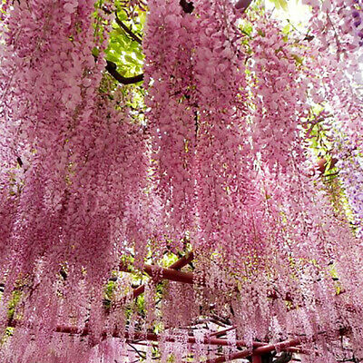 วิสทีเรีย (Wisteria) สีชมพู / 20 เม็ด