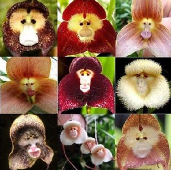 กล้วยไม้ หน้าลิง (monkey face orchid) / 10 เม็ด