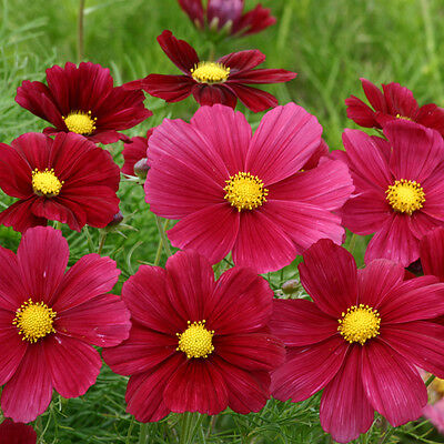 ดาวกระจาย รูบินาโต้ (Cosmos - Rubinato) / 30 เม็ด (UK)