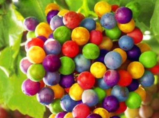 องุ่นลูกกลม (Grape) คละ / 50 เม็ด