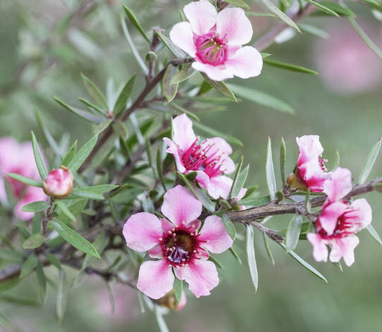 มานูก้า หรือชานิวซีแลนด์ สีชมพู (Pink Manuka) / 500 เม็ด (Australia)*