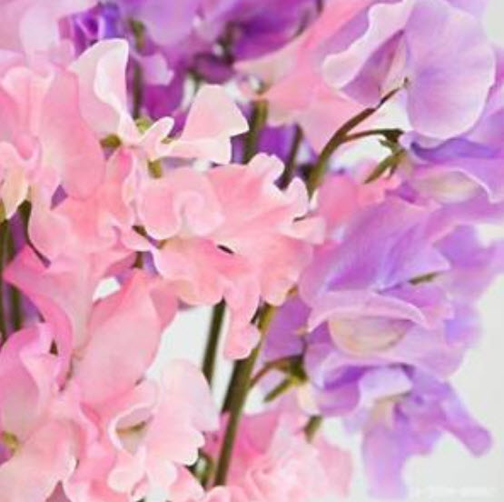 สวีทพี แมมมอธ (Sweet Pea Mammoth) คละ / 100 เม็ด