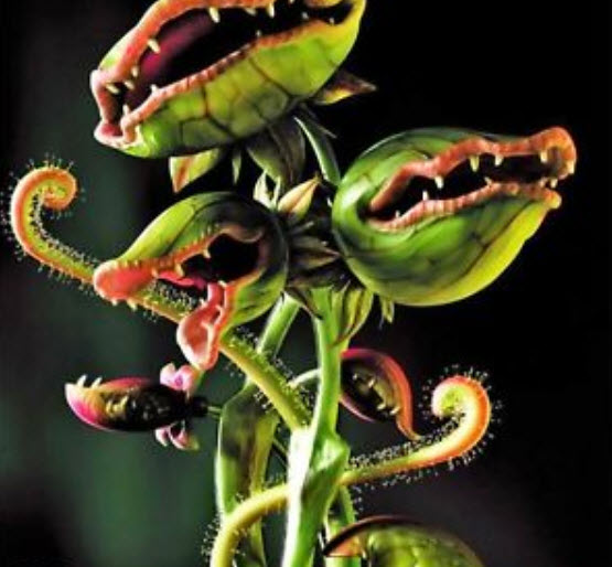 กาบหอยแครงยักษ์ (Giant Venus Flytrap) / 20 เม็ด