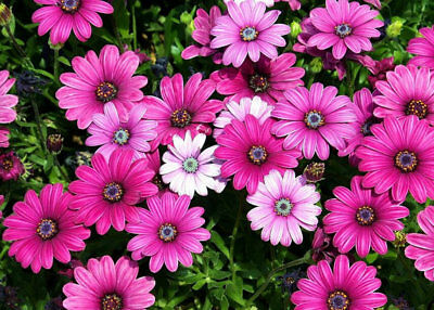 อัฟริกัน เดซี่ (African Daisy) คละสี / 150 เม็ด (Serbia)