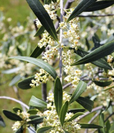 มะกอกแคนิโน (Canino Olive) หรือมะกอกดำ / 5 เม็ด (USA)