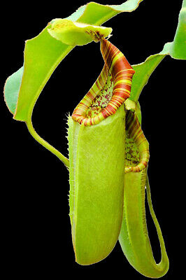 หม้อข้าวหม้อแกงลิง (Nepenthes) คละ / 100 เม็ด (Russia)
