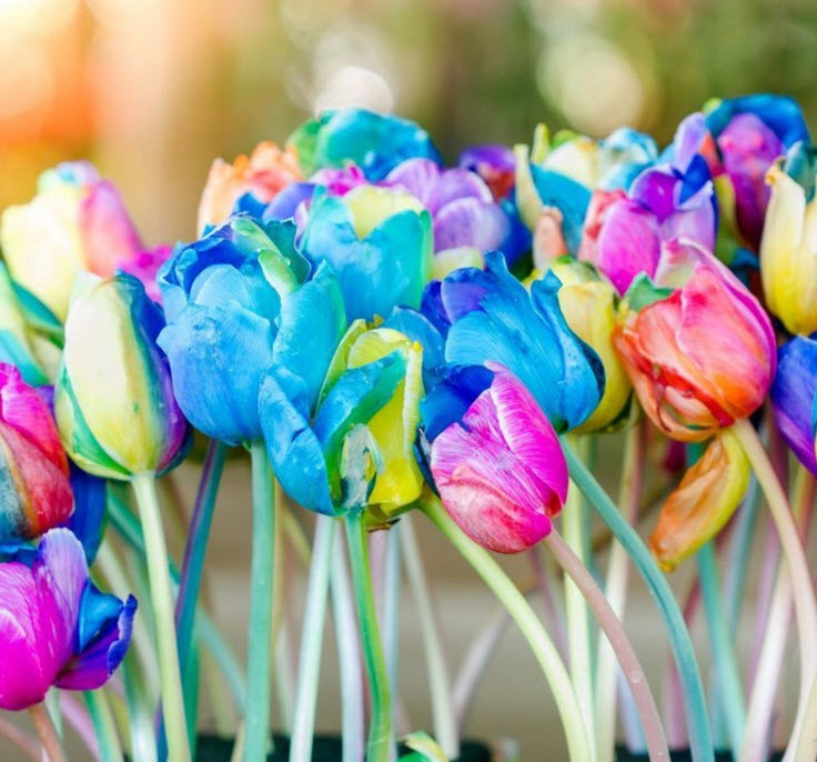 ทิวลิป แฟนซี (Rainbow Tulip) / 10 เม็ด (S095)