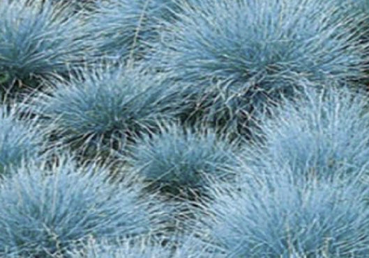 หญ้าสีฟ้า (Blue grass) / 1,000 เม็ด (Spain)