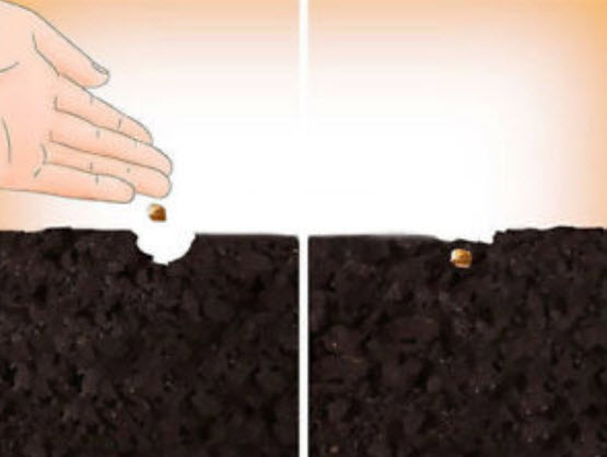 ซากูระญี่ปุ่น บอนไซ (Japanese Cherry Blossom) สีชมพูเข้ม / 5 เม็ด