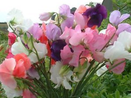 สวีทพี แมมมอธ (Sweet Pea Mammoth) คละ / 100 เม็ด