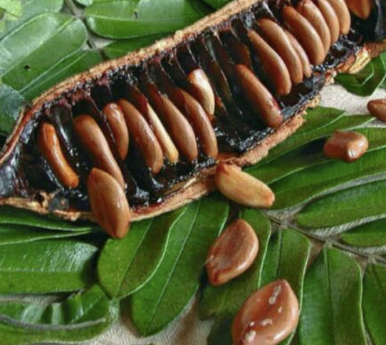 กาฬพฤกษ์ หรือกาลพฤกษ์ (Pink Shower Tree) / 25 เม็ด (P2S)