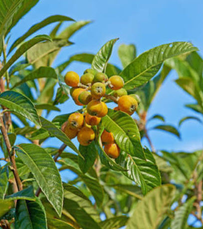 ต้นมารูลา หรือต้นช้างเมา (African Marula) เพาะเมล็ด จากต่างประเทศ