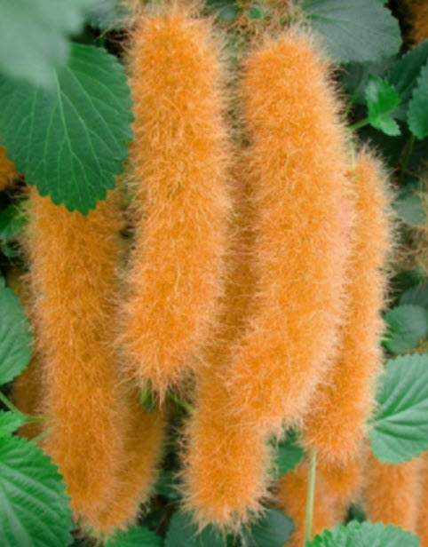 หางกระรอกแดง (Chenille plant - Hybrid F2) สีส้ม / 25 เม็ด (Indonesia)