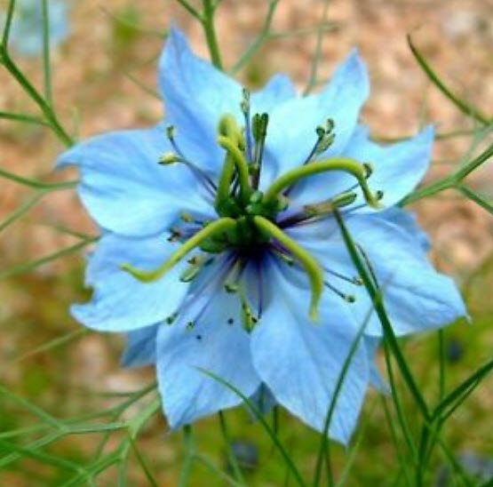 รักในสายหมอก (Love in a Mist - Ragged Lady) คละ / 600 เม็ด (Belgium)