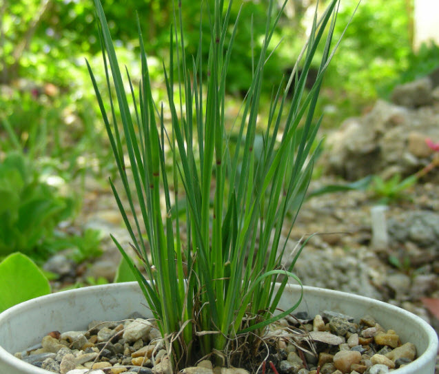 หญ้าบลูอาย (Blue-eyed grass) / 50 เม็ด (USA)*