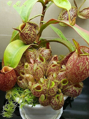 หม้อข้าวหม้อแกงลิง (Nepenthes) คละ / 100 เม็ด