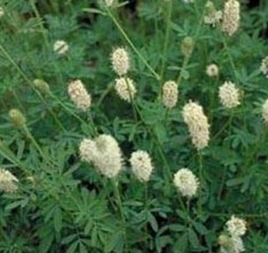 แพรรี่ โคลเวอร์ (Prairie Clover) สีขาว / 500 เม็ด (USA)
