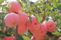 แอปเปิ้ล (Apple) / 20 เม็ด