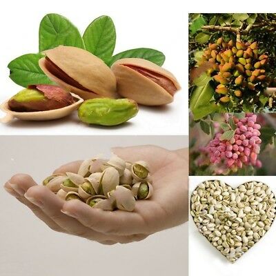 พิสตาชีโอ (Pistachio) / 10 เม็ด (นอก)