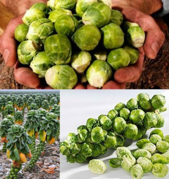 กะหล่ำดาว (Brussels Sprouts) / 200 เม็ด (นอก)