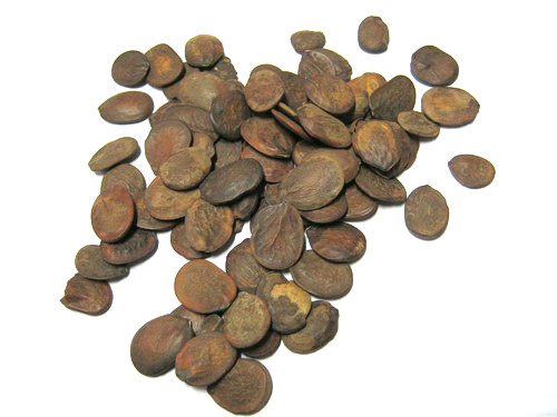 วิสทีเรียต้น (Wisteria tree) สีม่วง / 10 เม็ด (Australia)