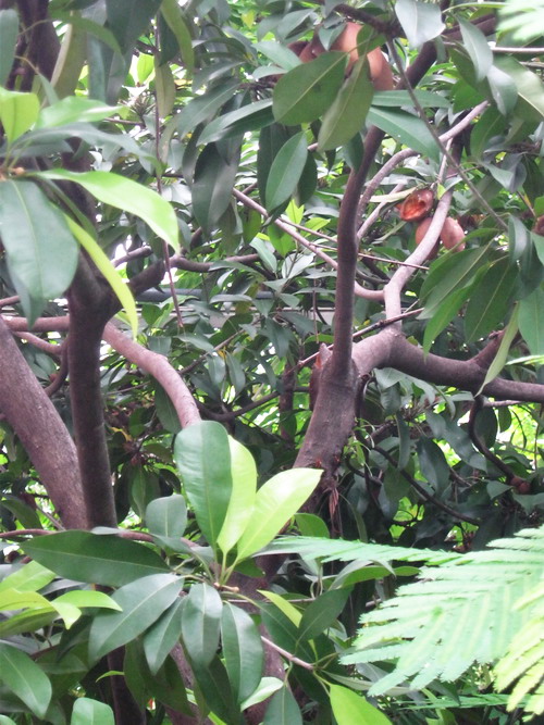 ละมุด Sapodilla (LAR-MUT) / 10 pcs