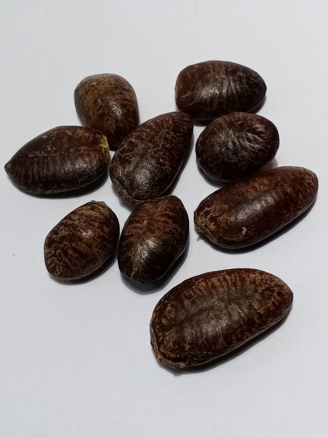 พอว์พอว์ (Paw Paw / Asimina tribola) / 5 เม็ด (P2S)