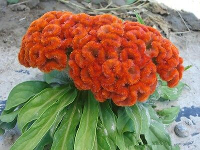 หงอนไก่ (Cockscomb) สีส้ม / 100 เม็ด