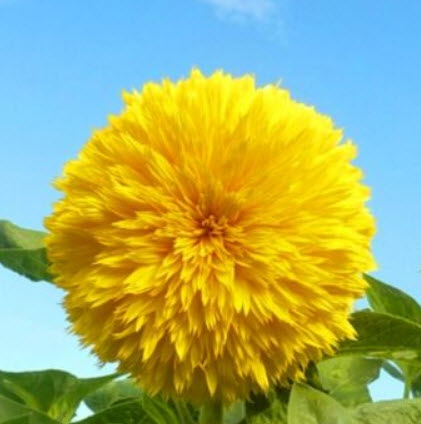 ทานตะวัน เท็ดดี้แบร์ (Sunflower - Teddy Bear) / 150 เม็ด (UK)
