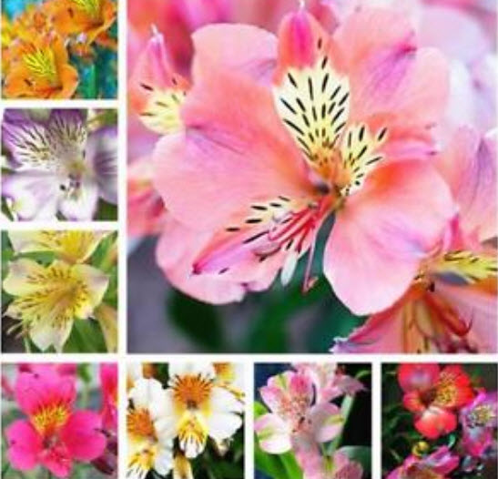 อัลสโตรมีเรีย (Alstroemeria) คละ / 50 เม็ด (นอก)