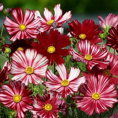 ดาวกระจาย (Cosmos - Velouette) / 100 เม็ด (UK)