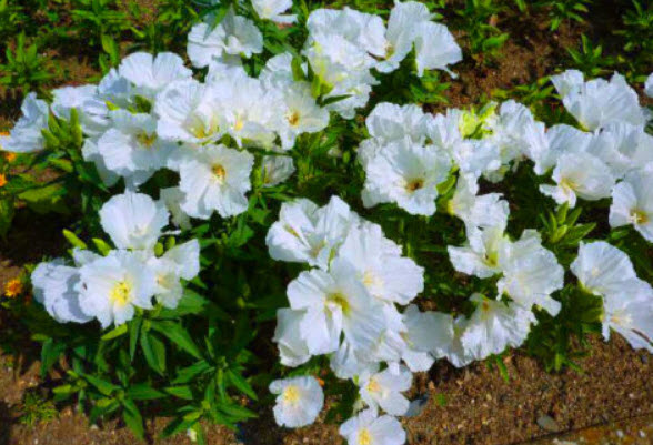 ก็อดดีเทีย (Godetia) สีขาว / 2,000 เม็ด (UK)