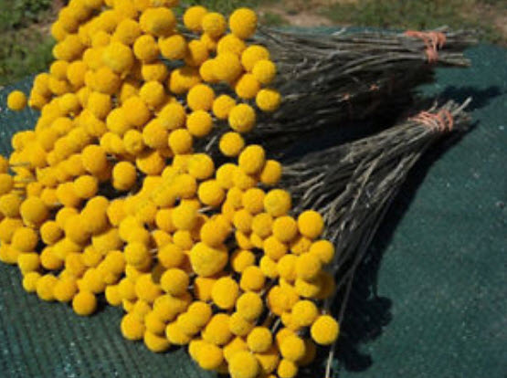 แครสพีเดีย (Craspedia) / 100 เม็ด (China)