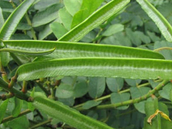 ชุมเห็ดเทศ หรือ ส้มเห็ด ขี้คาก ลับหมื่น / 300 เม็ด