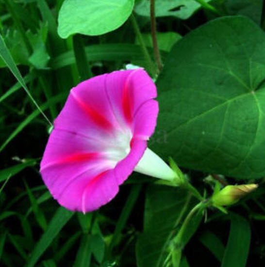 มอนิ่ง กลอรี่ (Morning glory) คละ / 50 เม็ด (USA)