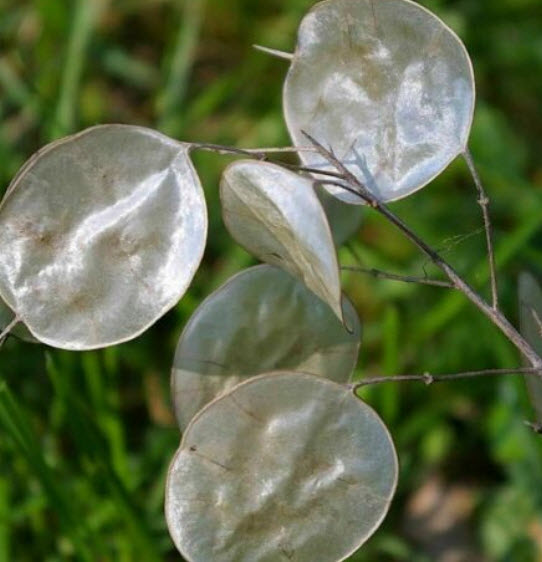 ซิลเวอร์ ดอลล่าร์ แพล้นท์ (Silver Dollar Plant) / 30 เม็ด (France)*