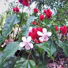 ลิปสติก (Lipstick Vine) / 5 เม็ด (Australia)