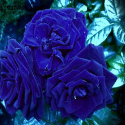 กุหลาบมอญ (Damask rose) สีน้ำเงิน / 50 เม็ด (นอก)