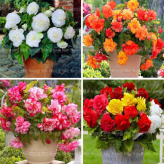 บีโกเนีย (Begonia) คละสี 10 สี / 300 เม็ด