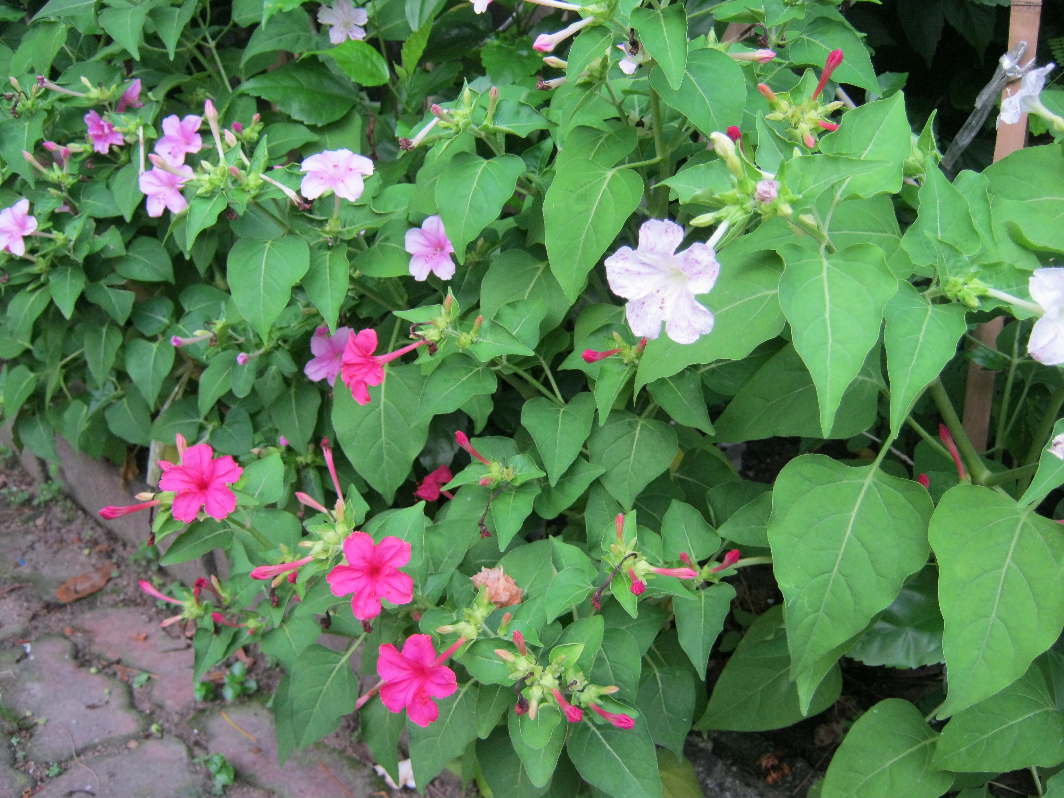 บานเย็น คละสี / 30 เม็ด (ไทย)