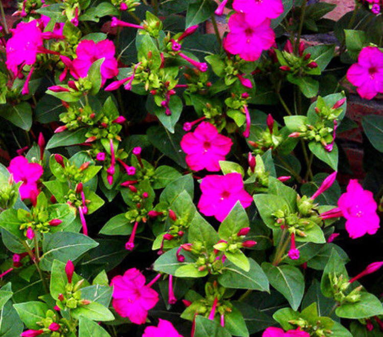 บานเย็น สีม่วง-บานเย็น / ซอง 20 เม็ด (A105)