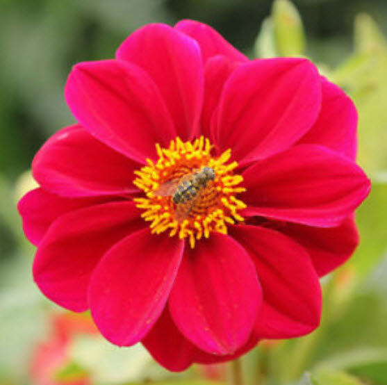 ดาห์เลีย หรือรักเร่ (Dahlia) สีแดง / ซอง 100 เม็ด (S045)