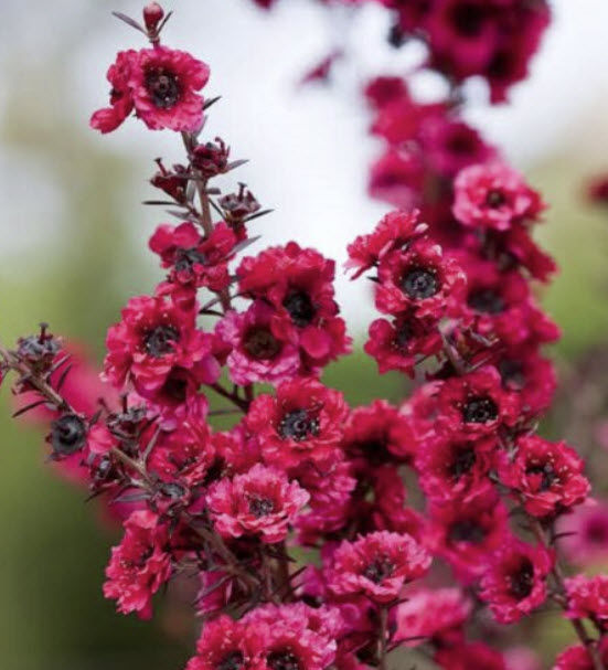 มานูก้า แดง (Red Manuka) / 50 เม็ด (NZ)*