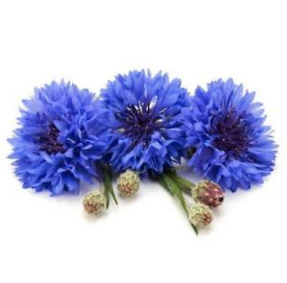 คอร์นฟลาวเวอร์ (Cornflower) สีฟ้า / 150 เม็ด