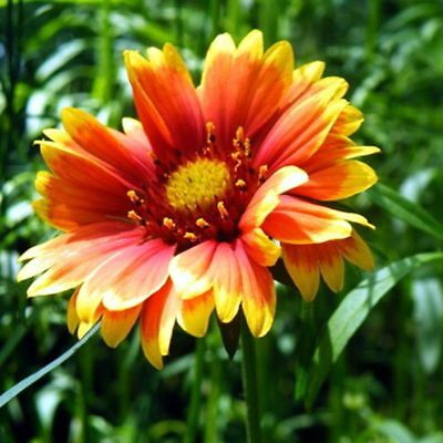 เดือนฉาย หรือ เกลลาเดียร์ (Indian Blanket) / ซอง 30 เม็ด (A300)