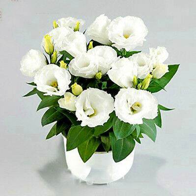 ไลซิแอนธัส (Lisianthus) คละ / 50 เม็ด