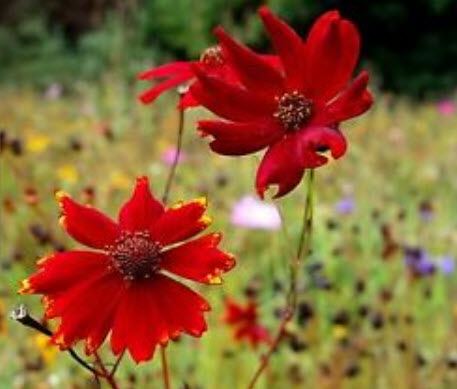 ดอกไม้ไหว (Coreopsi) สีแดง พันธุ์เตี้ย / 750 เม็ด (UK)