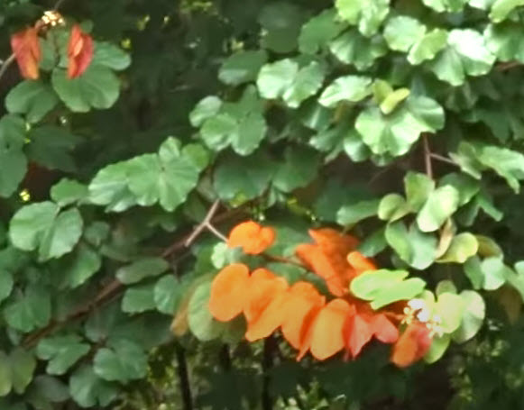 ต้นใบไม้สีทอง หรือย่านดาโอ๊ะ ไม้หายาก กระถาง 8 นิ้ว สูง 60-80 ซ.ม.